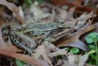 Többezernyi béka menthető meg a lakóházak pincéit, vízóraaknáit átvizsgálva