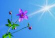 A növény- és állatvilágot, a műanyag és faanyagokat is károsítja az UV-sugárzás