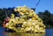 Több mint 15 tonna hulladékot gyűjtöttek össze a Tiszából
