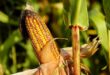 Syngenta: a szárazság miatt csökken a csemegekukorica termésátlaga, romlik az ágazat jövedelmezősége