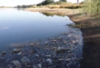 Higanyszennyezést mutattak ki a tömeges halpusztulással sújtott Odera vízében