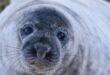Műholdfelvételekkel mérték fel az Antarktiszon élő Weddell-fókák állományát