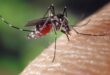A Balatonnál megkezdődik a szúnyoggyérítés