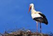 Nagyobb hangsúlyt fektetnek a gólyák védelmére