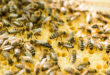 Bécs: Ingyenes társkereső méheknek és virágoknak