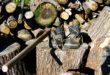 Illegális fakitermelés: még mindig Borsod-Abaúj Zemplén és Pest a legkockázatosabb vármegyék
