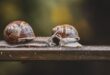 A szárazföldi csigák ismerik a gazdaságos házépítés titkát