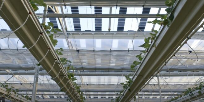 Igzalmas fejlesztés a napelemes üvegház, eper terem a panelek alatt