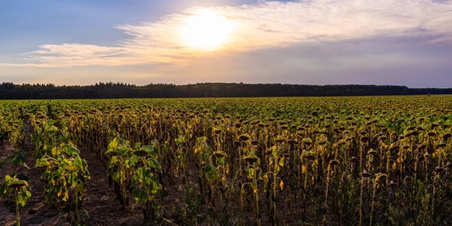 Az EU megreformálná a közös agrárpolitikát