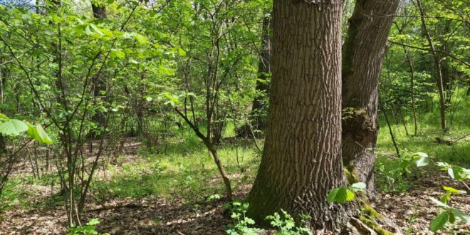 Az Agrárminisztérium és a WWF Magyarország vitája a tarvágásról: fenntarthatóság vagy környezeti károk?