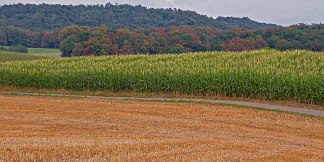 Súlyos csapadékhiány veszélyezteti a magyar termést