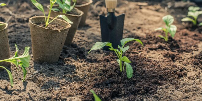 Újjáéled a leégett erdő: megkezdődött a facsemeték ültetése Csöngén