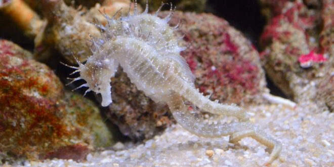 „Új élet a tenger mélyén” – mesterséges élőhelyek segítik a biodiverzitást