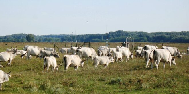 Magyar gyepek jelentős szénmegkötő képessége új perspektívát ad a klímavédelemnek