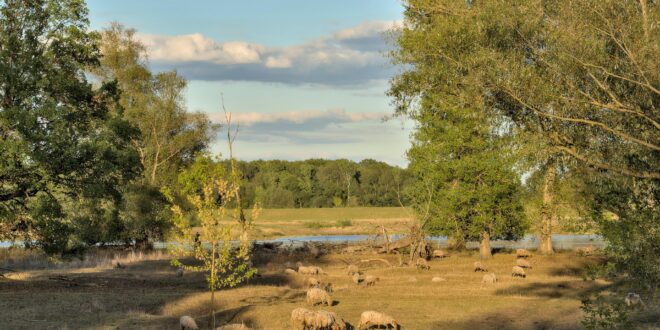 Visszatérhetnek a szikes tavak madarai: több mint ezer hektáron állítják helyre az élőhelyeket