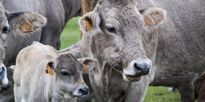 Tovább nőnek az állattenyésztési támogatások: erősítik a gazdák biztonságát