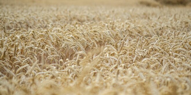 Új digitális platform segíti a gazdákat a növénybiztosításban