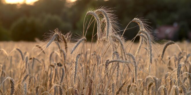 Ősi gabonák a jövő élelmiszerei? Kevesebb vegyszer, nagyobb beltartalmi érték