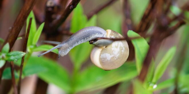 Megkezdődött a kácsi patakcsiga egyedülálló élőhelyének helyreállítása