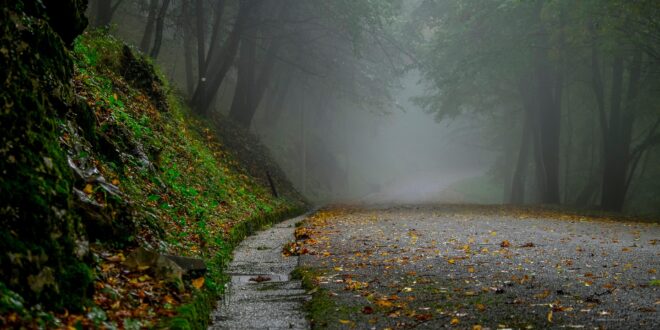 Erdő a városban: a klímaalkalmazkodás új iránya Magyarországon