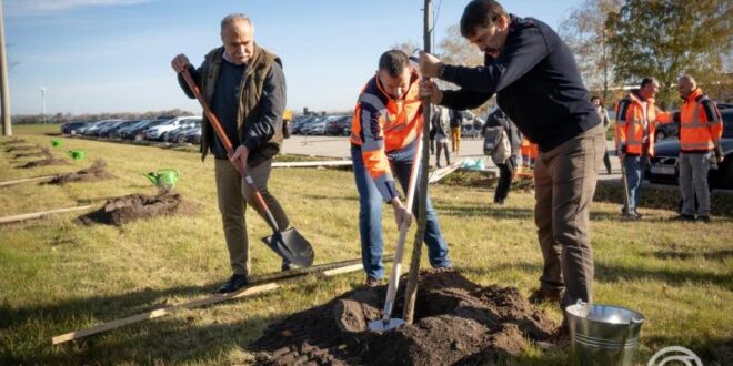 Országos fásítási program indul: több mint 5500 fa kerül az utak mellé