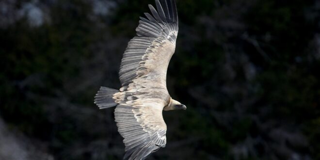 Újraéled a fakó keselyű Romániában: megkezdődött a visszatelepítés a Fogarasi-havasokban