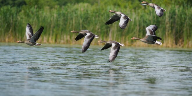 Több tízezer vadlúd érkezett a tatai Öreg-tóra indul a Vadlúd Sokadalom