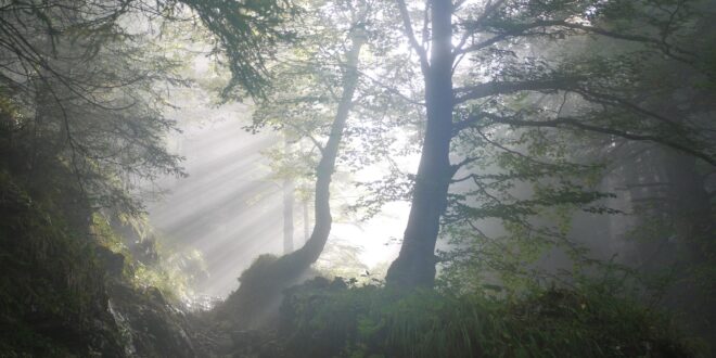 Vízióváltás az erdőgazdálkodásban: túl a tarvágások dominanciáján