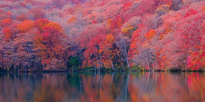 Rekordméretű erdőtelepítés Magyarországon: közel 200 millió új fa 2019 óta