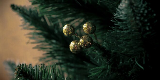 A hazai termesztésű, élő fenyő környezetbarátabb választás karácsonyra