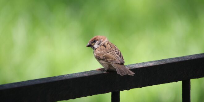 Madárszámlálás új időtartamban: csaknem három hónapig tart az MME téli akciója