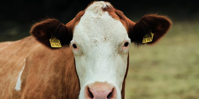 Mezőgazdasági erősítés: támogatás a szarvasmarha-ágazatnak