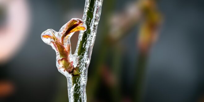 Rendkívüli támogatás a tavalyi fagykárt szenvedett szőlő- és gyümölcstermelőknek