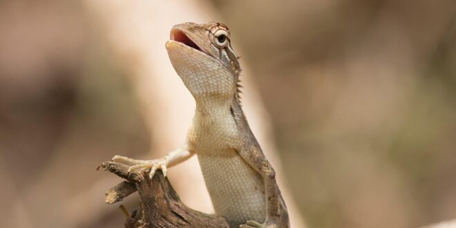 A klímaváltozás áldozata a fürge gyík: száradó élőhelyek, fogyatkozó állomány