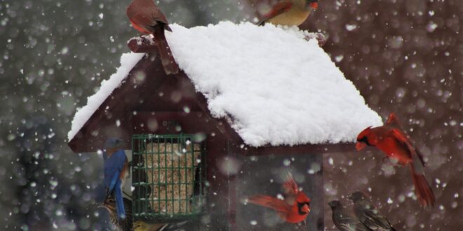 Miért maradnak üresek a madáretetők? A klímaváltozás hatása a telelő énekesmadarakra