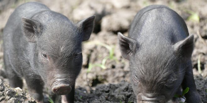 A sertéstartók védelmében: új intézkedések a kiszámítható működésért
