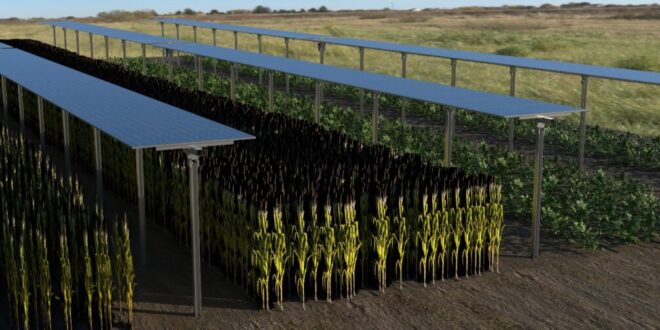 Árnyékból előny: öntözéssel kombinált naperőmű segítheti a terméshozamot