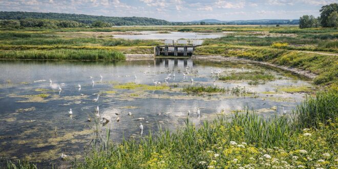 Új lendületet kap a természetvédelem: hatalmas területek újulnak meg