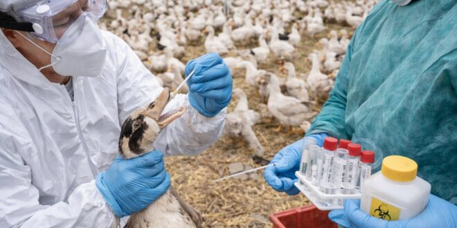Madárinfluenza jelent meg egy kiskunfélegyházi kacsaállományban