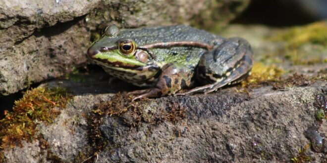 Életmentő figyelmeztetés: békák ezrei eshetnek csapdába a kertekben