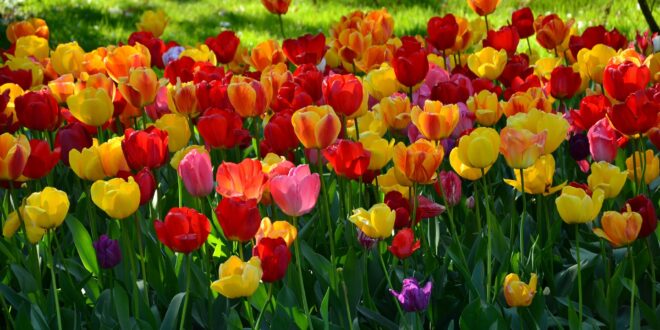 Elindult a Virágos Magyarország verseny, várják a településeket