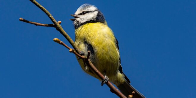 Több mint 146 ezer madarat számoltak össze a téli akcióban