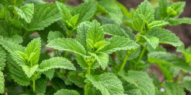 Veszélyes anyag miatt visszahívják a citromfűlevelet