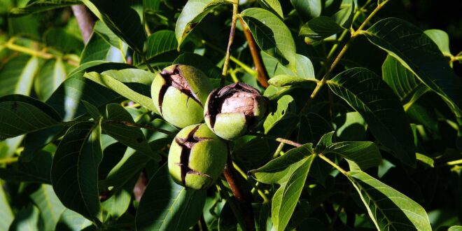 Hasznos mikroorganizmusokkal védenék meg a dióültetvényeket a kutatók