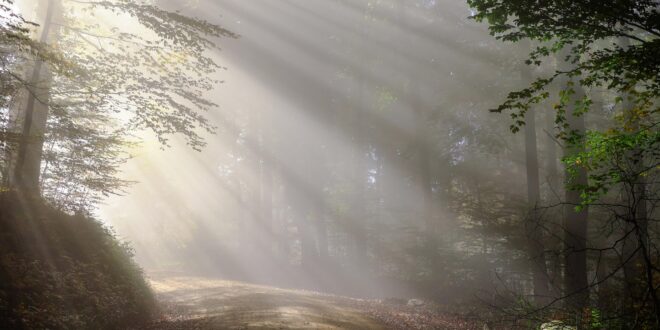 Új korszak az erdőgazdálkodásban: a klímaváltozás átírja a szabályokat