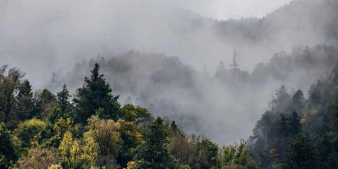 Új szemlélet a városi erdőkben: elindult a tatai mintaprogram