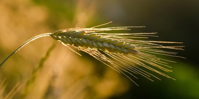 Ősgabonák térhetnek vissza a földekre a klímaváltozás miatt