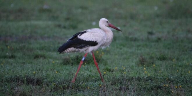 Több ezer kilométerre jutnak a magyar gyűrűs madarak, Afrikából és a Baltikumból is érkeztek hírek