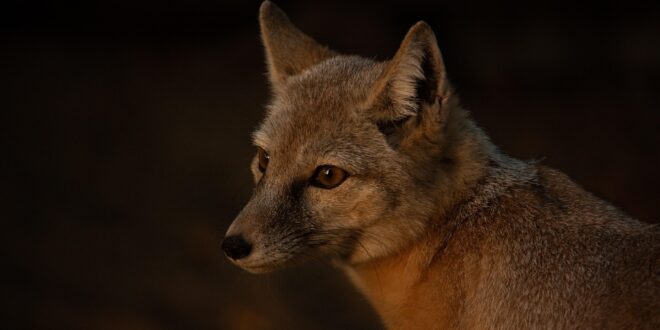 Március végén indul a rókák veszettség elleni vakcinázása