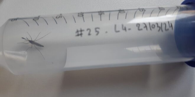 A szúnyoghang segíthet azonosítani a betegséget terjesztő fajokat